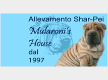 Cuccioli di razza sharpei